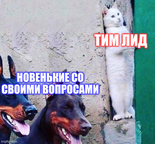 Тим лид прячется от новеньких